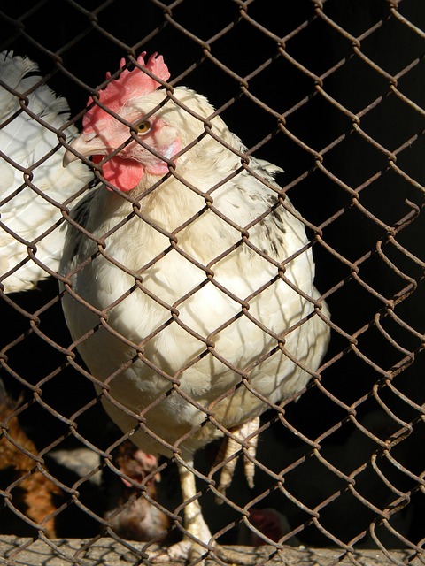 成了一次致 成了一次致