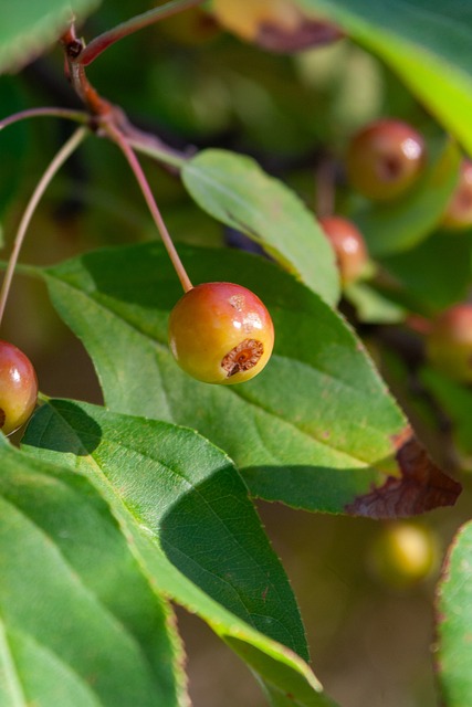 轉會絕非單 轉會絕非單